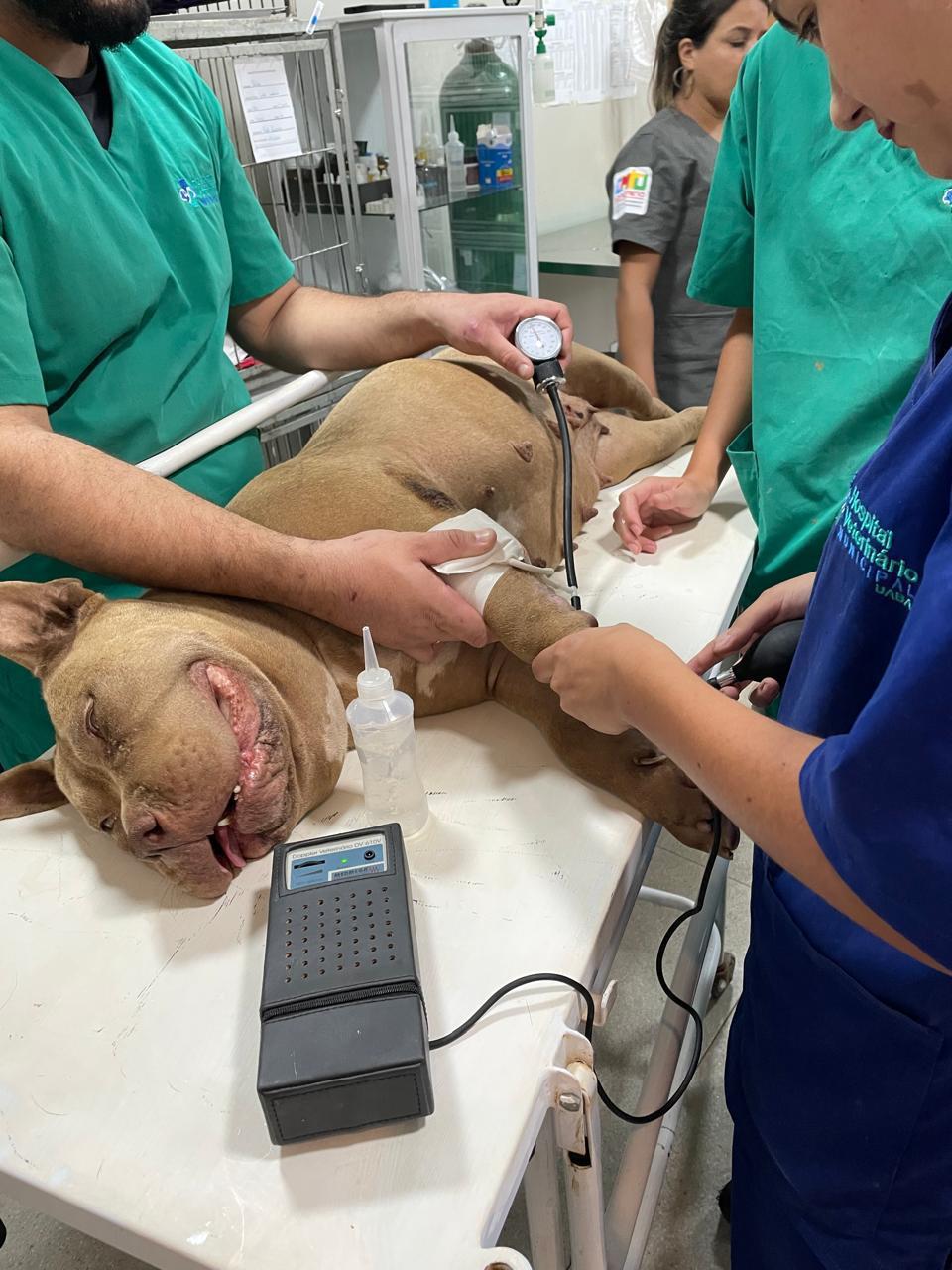 Equipe veterinária atende um cão